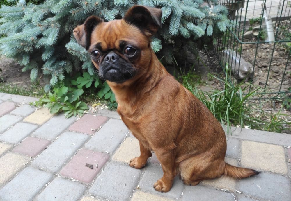 Грифон.Гриффон.Гріфон.Griffon.Брабансон.