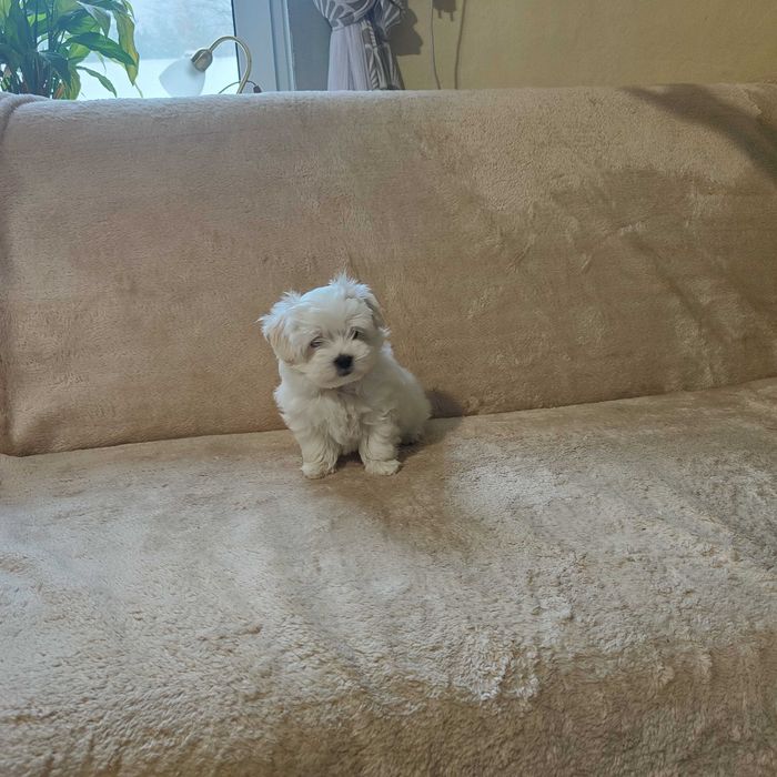 MALTAŃCZYK maltańczyk szczeniak piesek ZKwP (FCI)