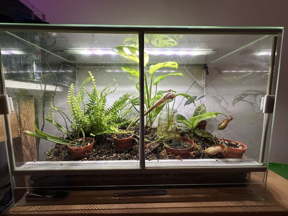 Terrarium tropikalne/botaniczne