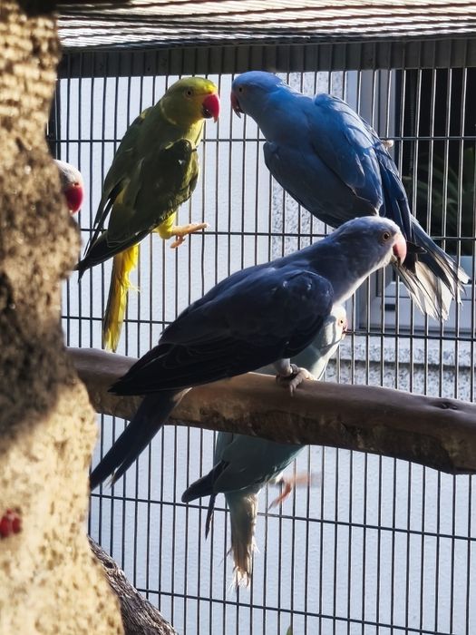Ring Necks Sexados prontos a criar