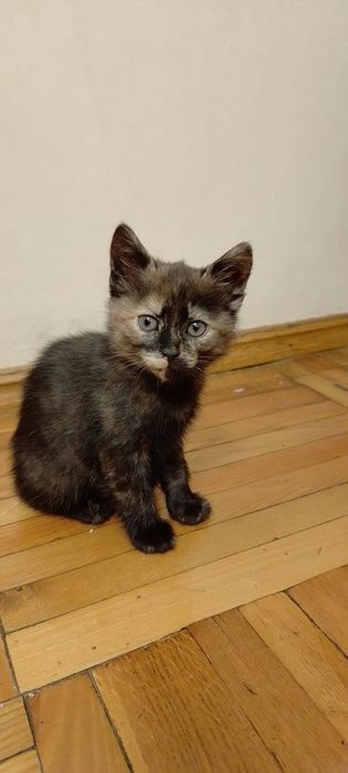 Катятки в хорошии руки