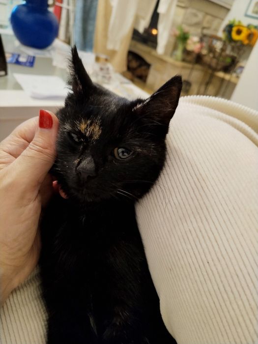 Kotek, kotka  do adopcji