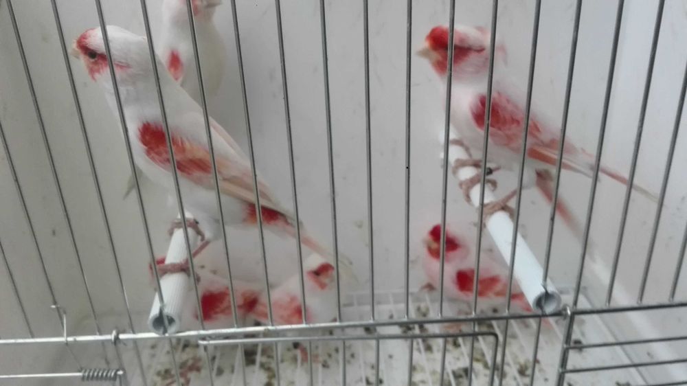 Vendo 300 canários varias raças