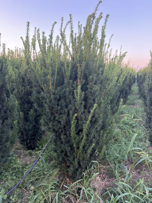 Cis hilli, hicksii