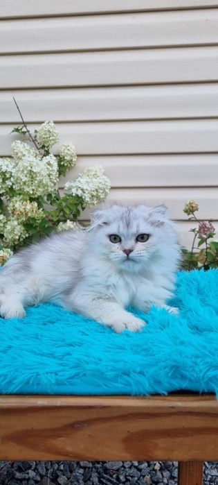 шотландские котята