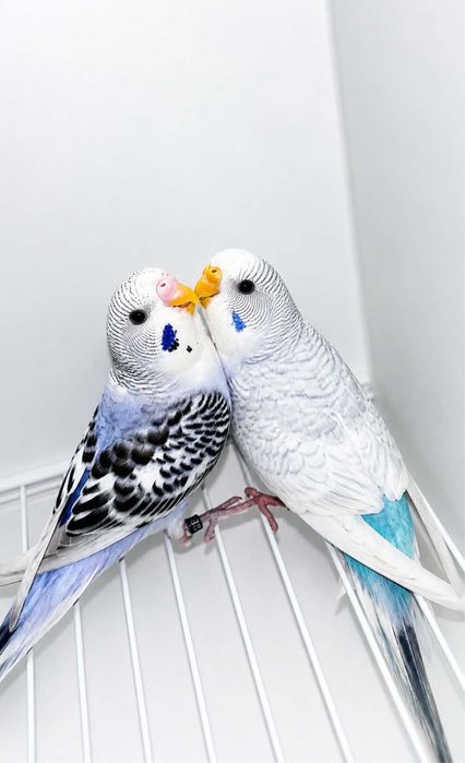 Casal de periquitos azuis
