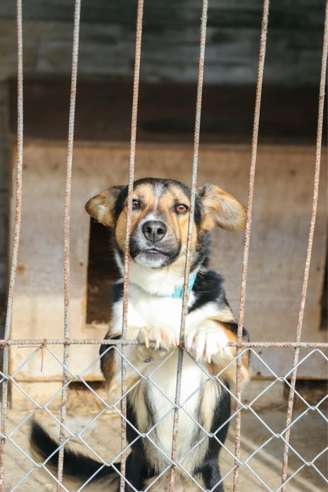 Hugo szuka pilnie domu