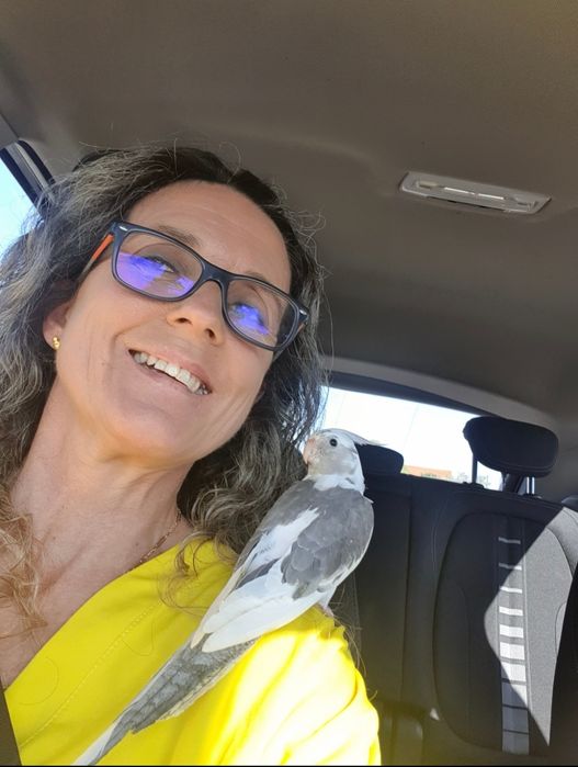 Caturras  criadas  à mão