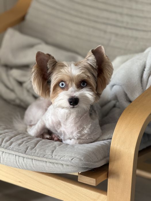 Вязка. Жених ищет невесту