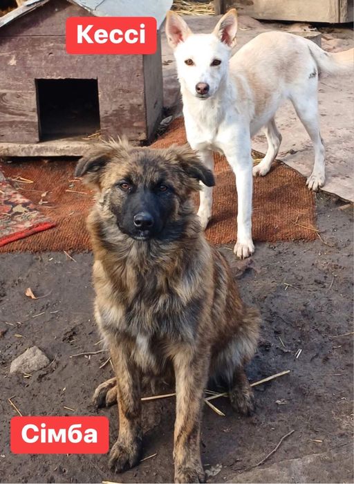 Стерилізовані собаки-дівчата шукають дім