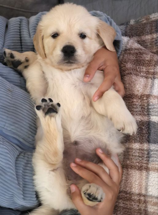 Golden Retriever Excelente