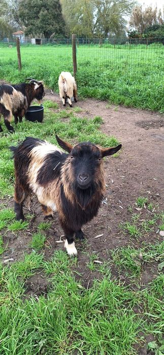 Çabritos machos novos