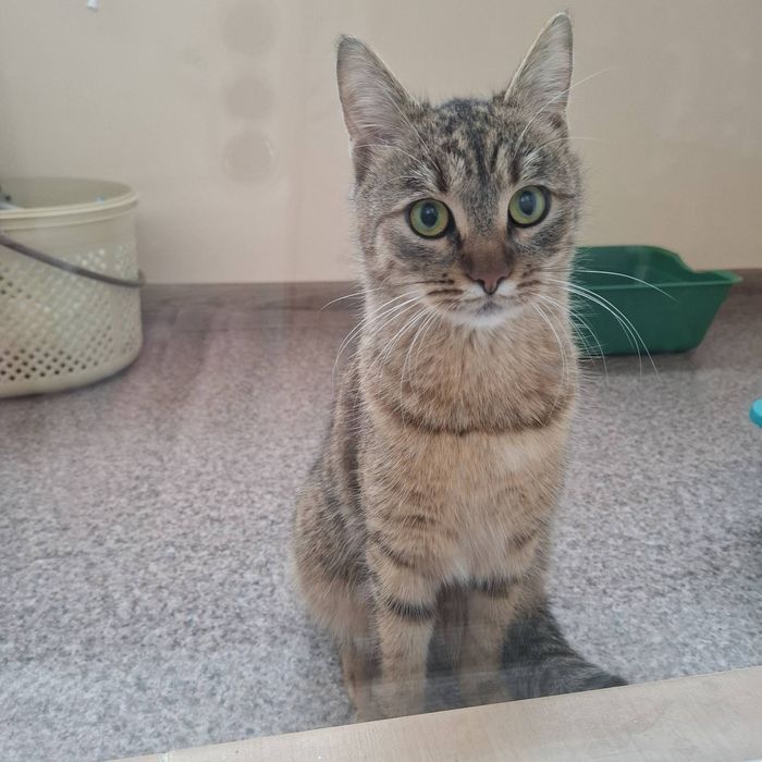 Отдам кошку лесного окраса, 10 месяцев, стерилизована