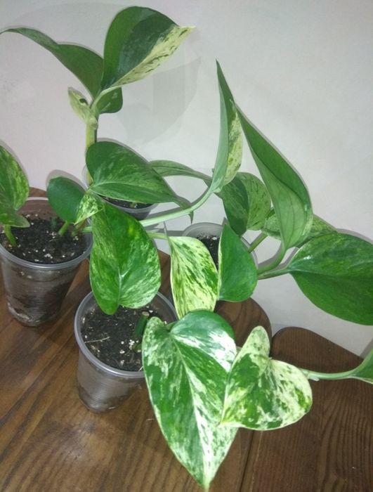 Продам Сциндапсуси 10 сортів