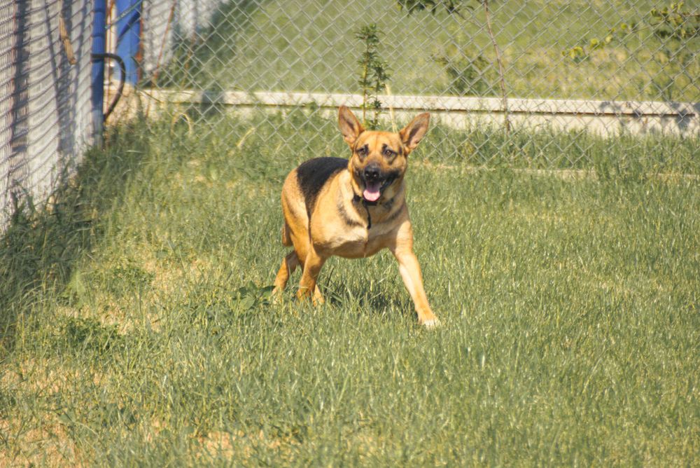 Cyna - suczka w typie owczarek niemiecki szuka domu