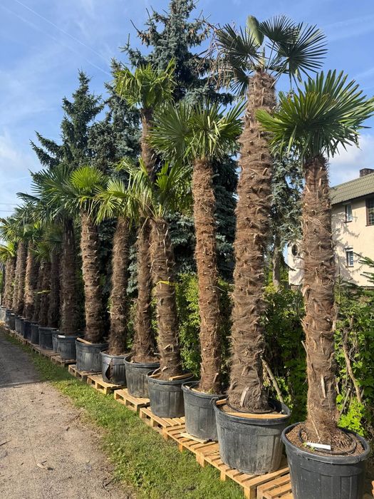 Palma mrozoodporna Trachycarpus fortunei