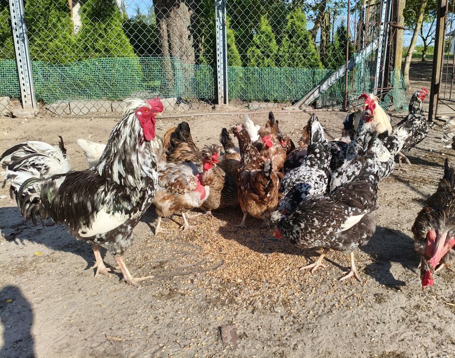 Jajka Lęgowe Mix Ras