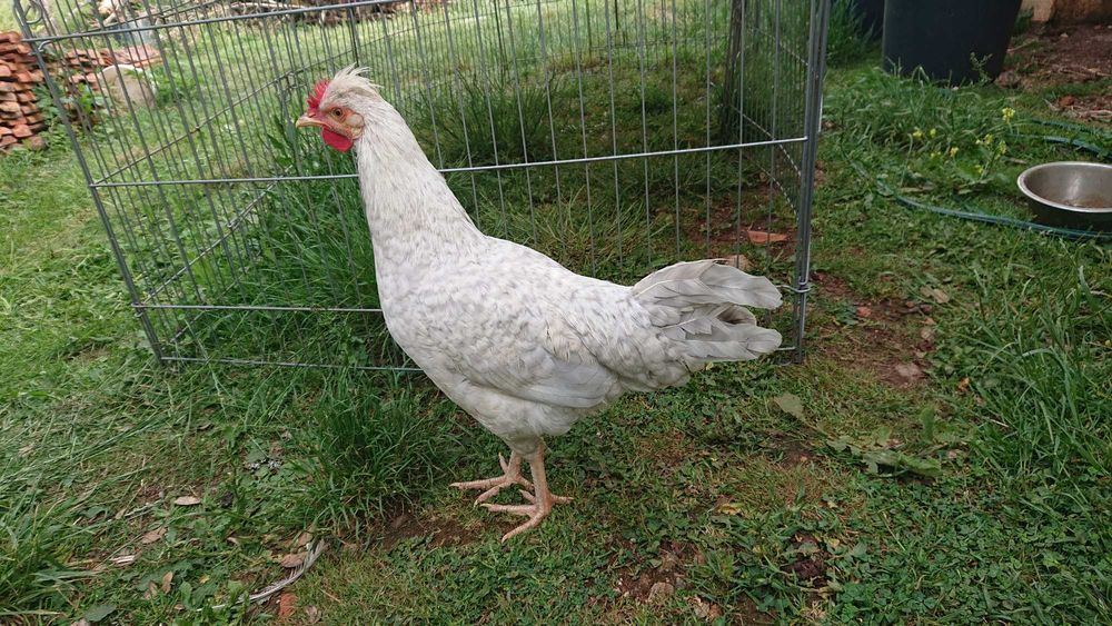 Galos cream legbar/Araucana