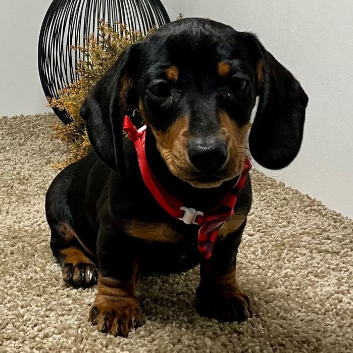 Чорно-підпалі компаньйони — відданість і тепло