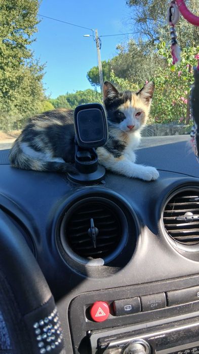 Gatinhas para adoção