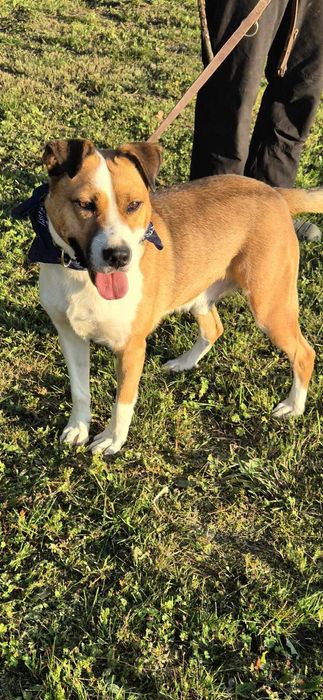 Piesek około 3 lata