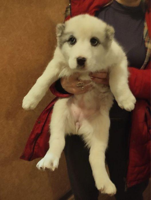 Продам щенят Алабая