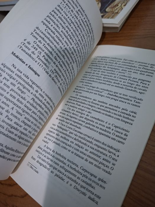 O Ciclo da Castanha por Terras de Trancoso
