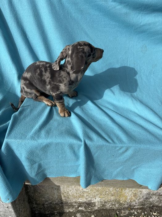 Teckel  miniatura pelo curto