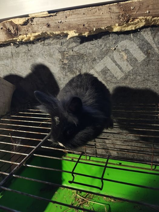 Sprzedam króliki miniaturki