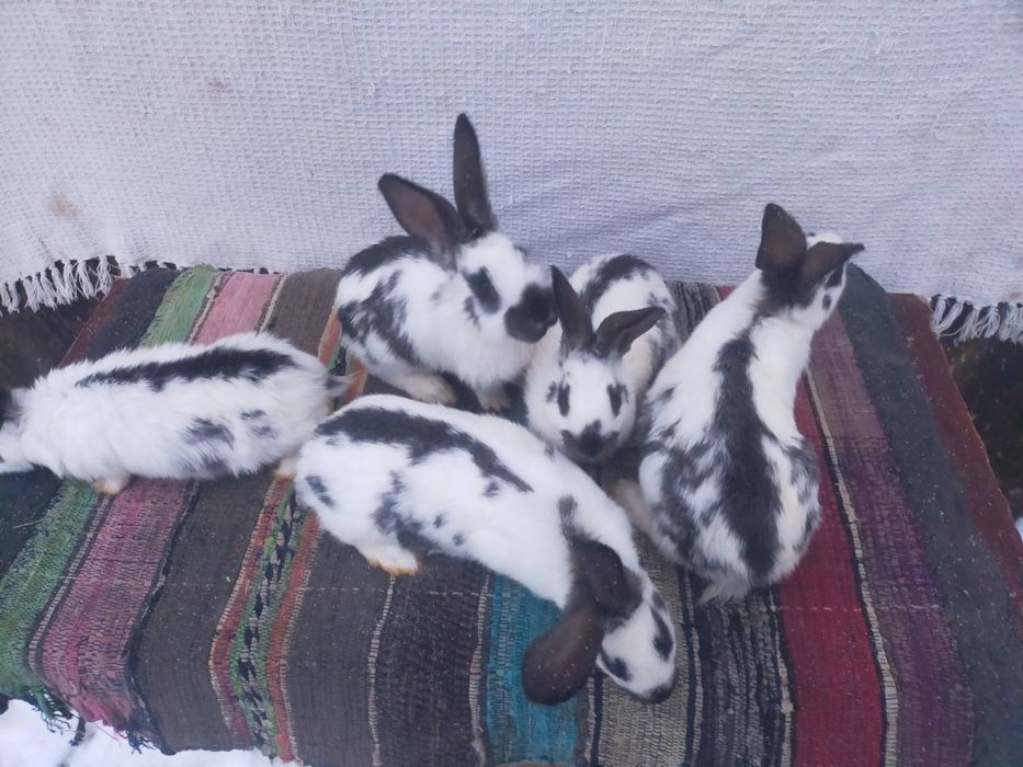 Сткокачі і шиншила . Кролики м'ясної породи.