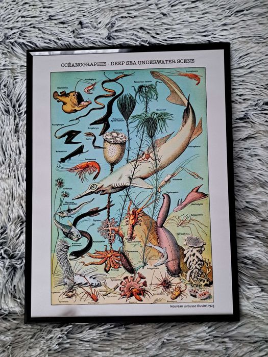 Plakat w ramce Atlas Zwierząt - ryby
