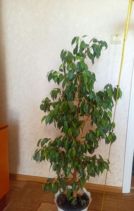 Продам фікус Бенджаміна.