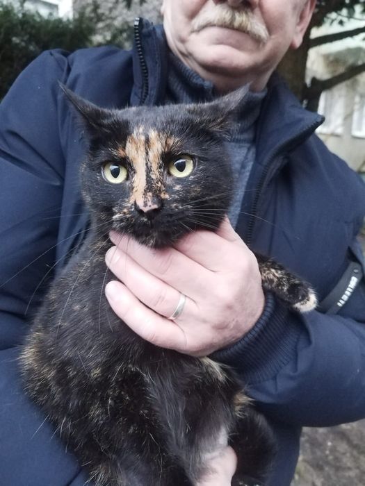 Bella, grzeczna kotka do adopcji