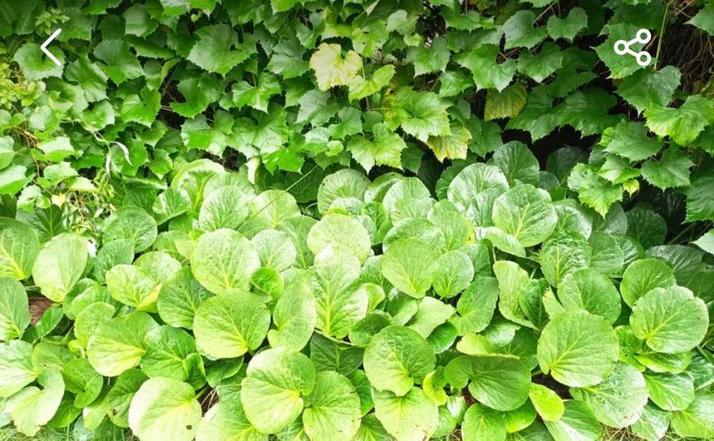 Bergenia ogrodowa 10 sadzonek