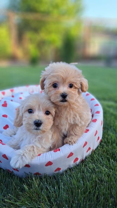 Мальтипу f 1 девочки и мальчики