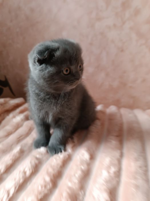 Шотландські кошенята