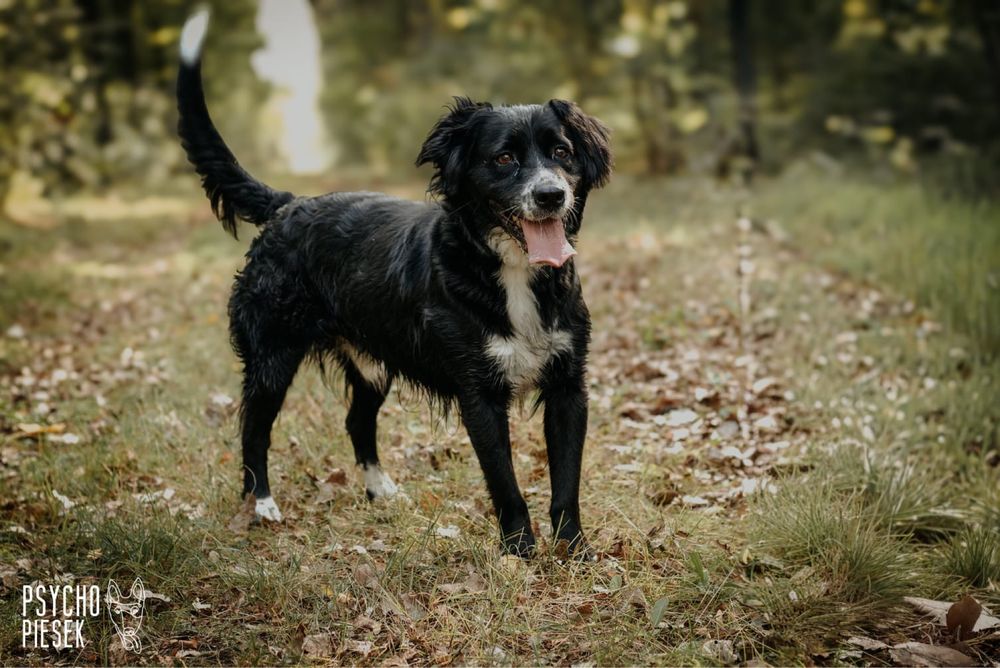 Piękny, młody i energiczny Ringo szuka domu!