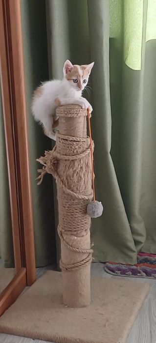 Отдам котика в добрые руки