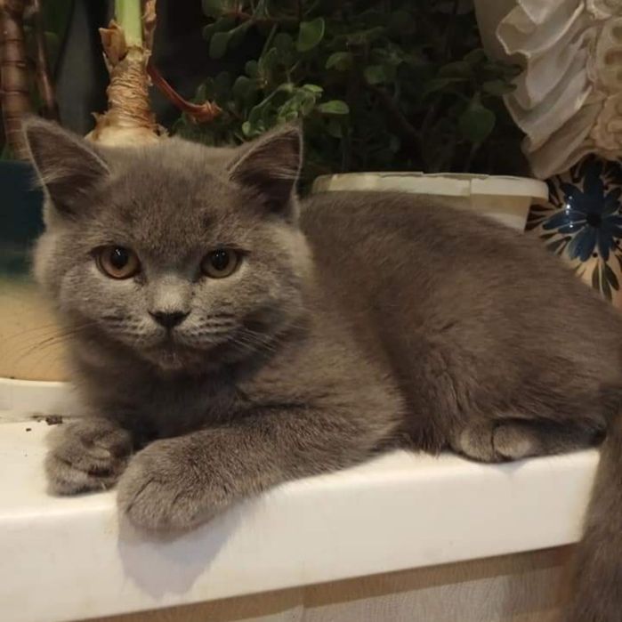 Британська блакитна