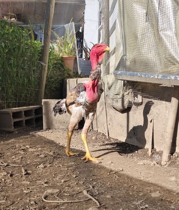 Ovos e Pintos Polaco Gigante