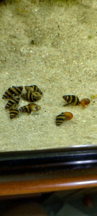 Caracol de água doce Helena