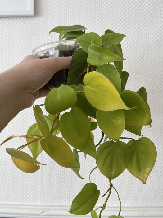 Philodendron lemon lime, epipremnum shangri la - godzilla
