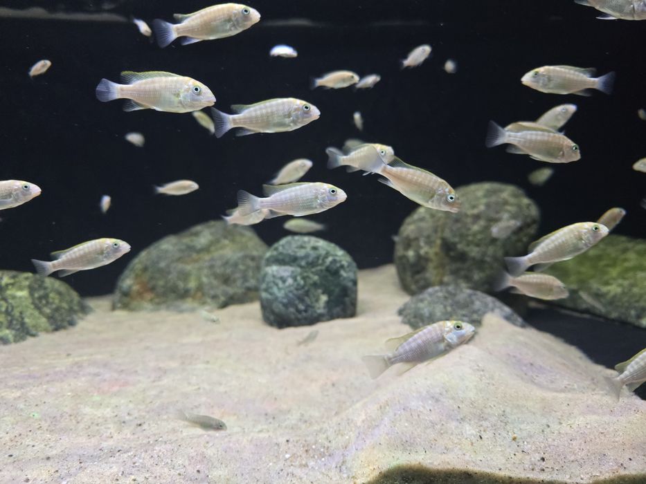 Petrochromis macrognathus