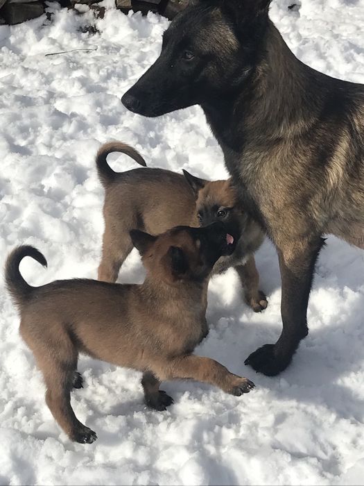 Залишилося 3 хлопчики і 1 дівчинка.Шукають люблячу родину.