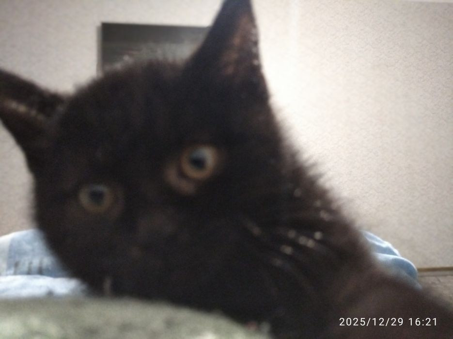 Продам котенка прямоухий британский