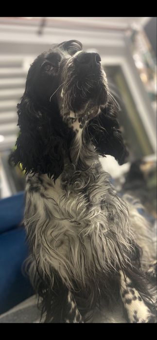 Cocker spaniel piesek