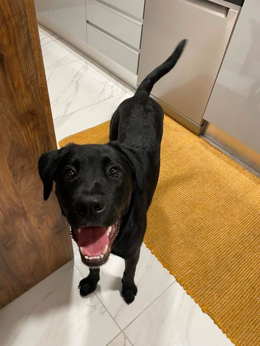 Labrador (adoção)