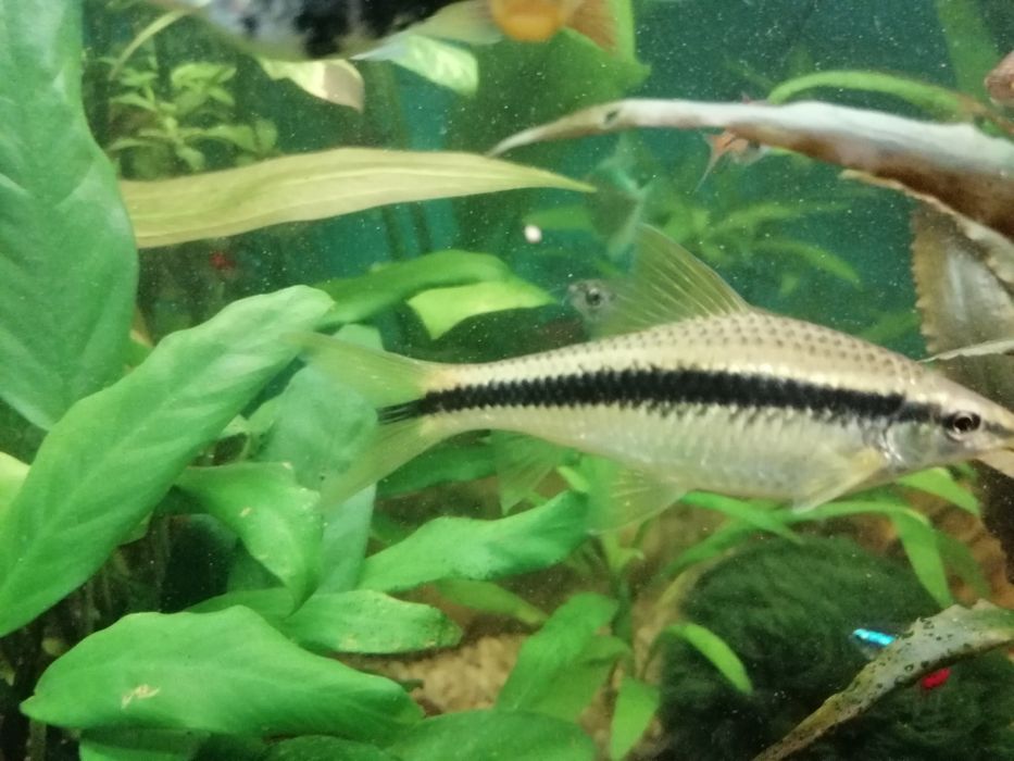 Rybki Kosiarki 3 sztuki ok 7cm  3 sztuki