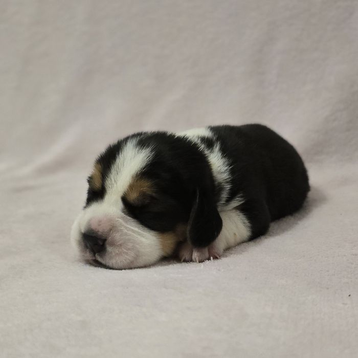 Beagle,  ZKwP FCI