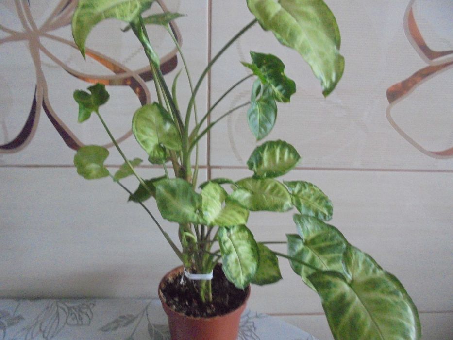 Syngonium zroślicha